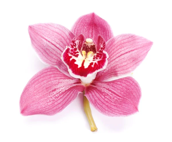 Vackra pink orchid — Stockfoto