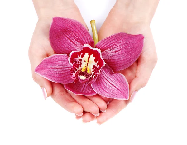 Красивая фиолетовая орхидея на пальмах — стоковое фото
