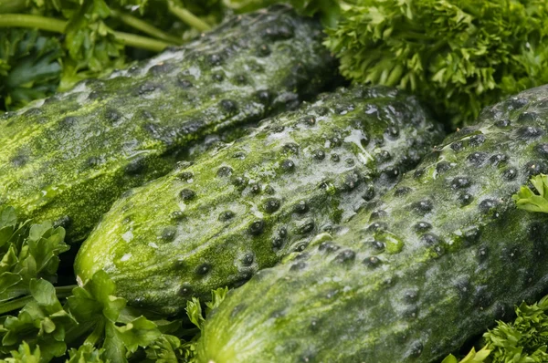 Komkommers in groene peterselie — Stockfoto