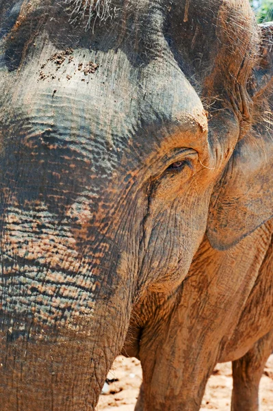 Vista de perto do elefante — Fotografia de Stock