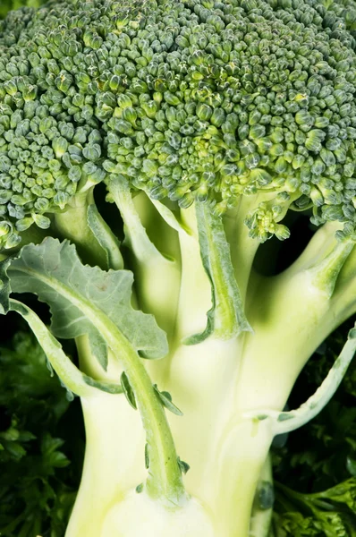 Broccoli verde — Fotografie, imagine de stoc