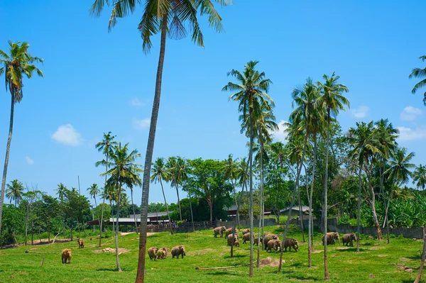 stock image Pinnawala elephant orphanage