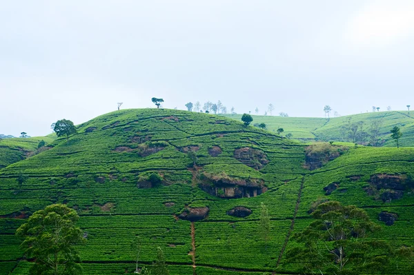 stock image Plantations ceylon tea