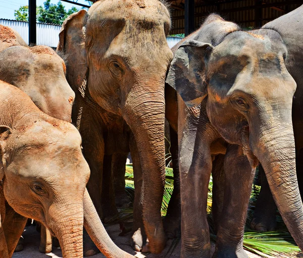 Liten grupp av elefanter — Stockfoto