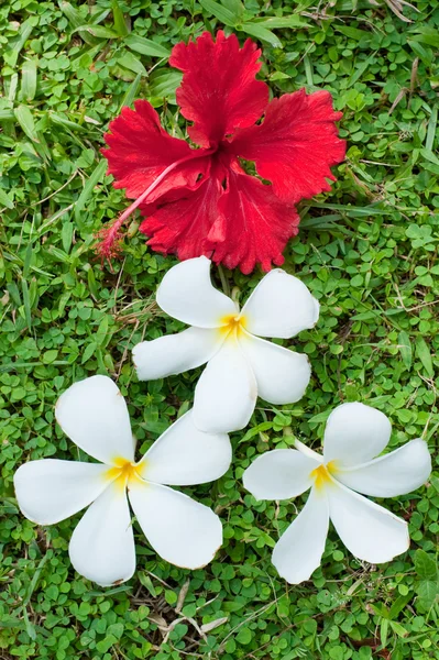 Weiße und rote Blumen — Stockfoto