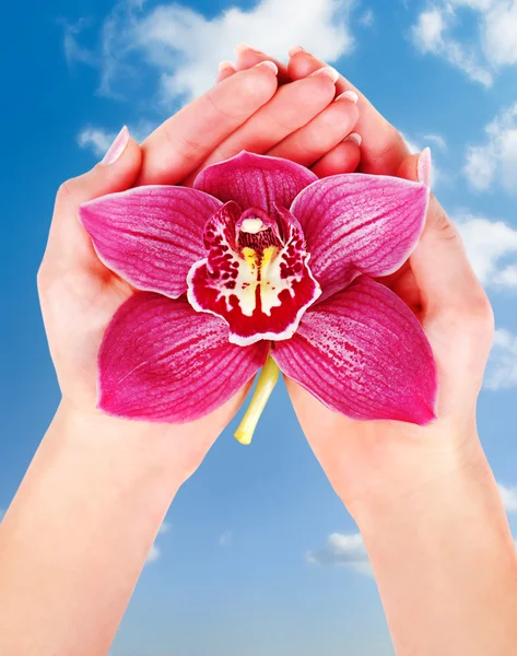 Mulher palmas segurando orquídea rosa — Fotografia de Stock