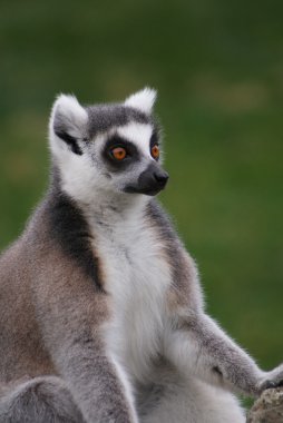 ring-tailed bir lemur görüntünün dikey