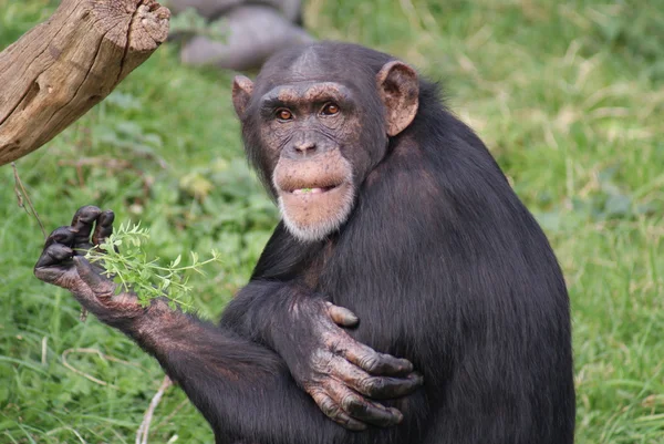 Közönséges Csimpánz Pan Troglodytes Portré Kép — Stock Fotó