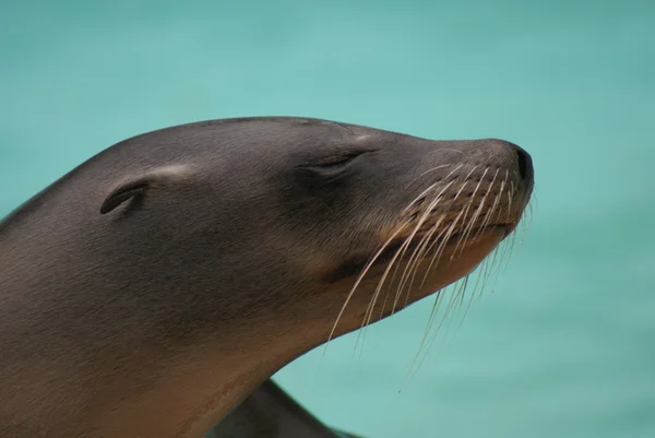 Portrait California Sea Lion — Stock Photo, Image