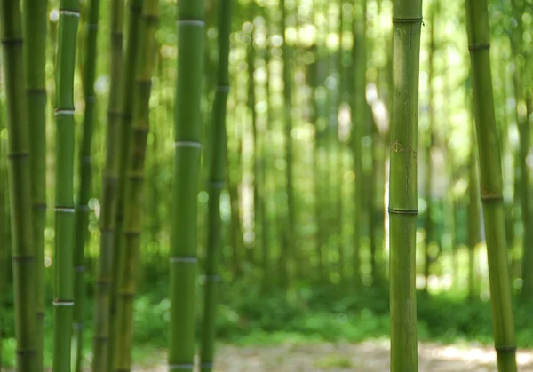 Stock image Green Bamboo Forest background texture