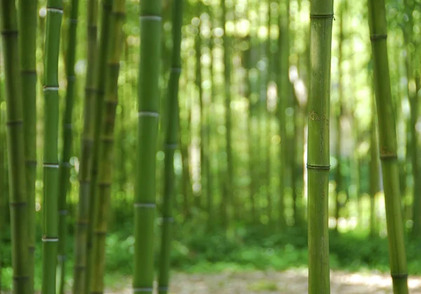 Tekstura Tło Zielony Bambus Lesie Zdjęcie Stockowe
