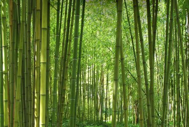 Bambu ormanı