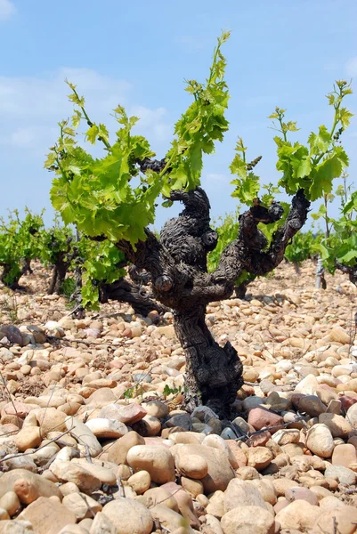 Old vine — Stock Photo, Image