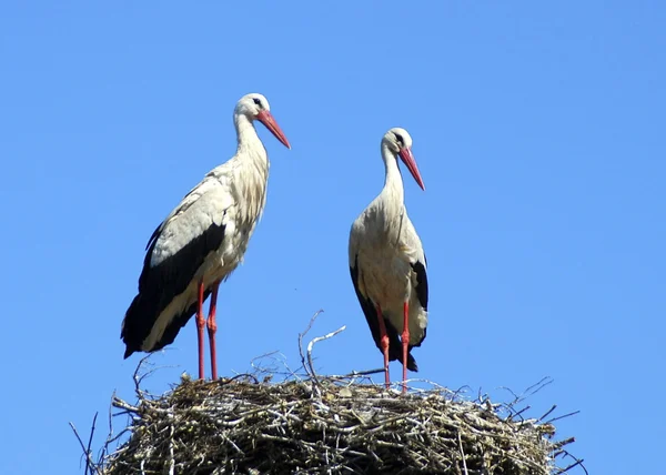 stock image Two stork on sky