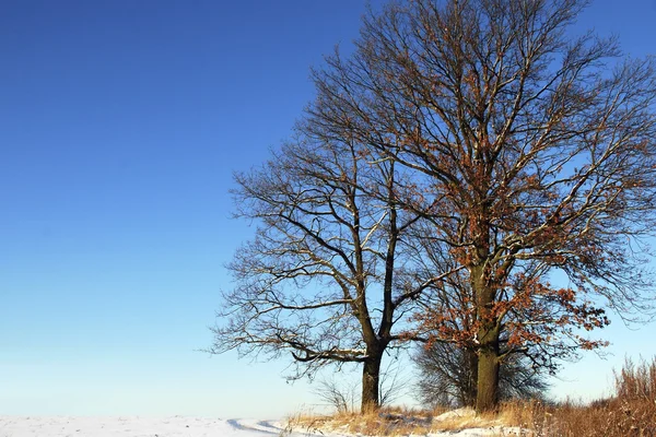 stock image Winter landscape