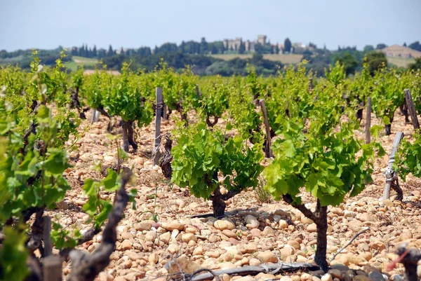 stock image Vineyard