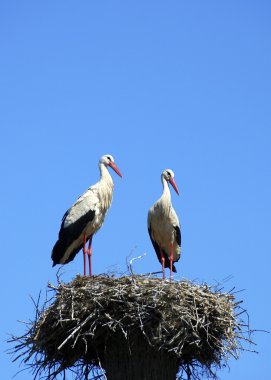 Two white storks clipart