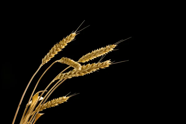 Вуха Пшениці Чорному Тлі Ліцензійні Стокові Зображення