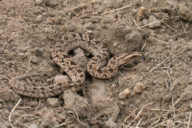 A venomous night adder blends in perfectly with its environment clipart