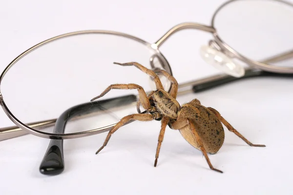 bir kurt örümceği gözlük inceler