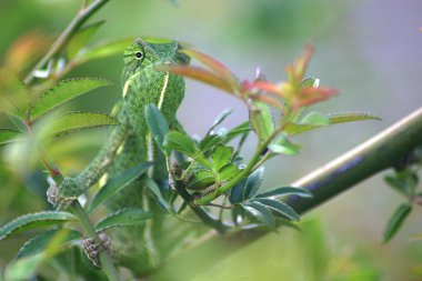 A well camouflaged chameleon clipart