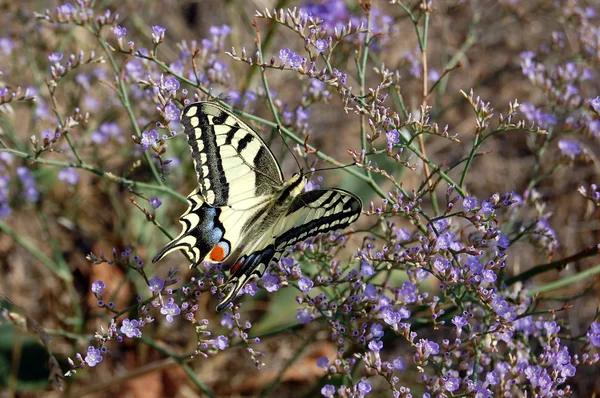 Stock image Butterfly