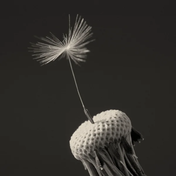 stock image Dandelion isolated on black