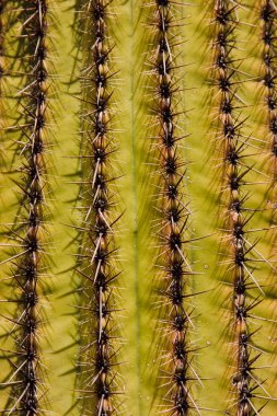 saguaro kaktüsü arizona Çölü üzerinde