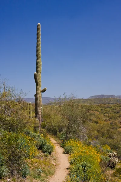 Saguaro kaktusy v poušti Arizony — Stock fotografie