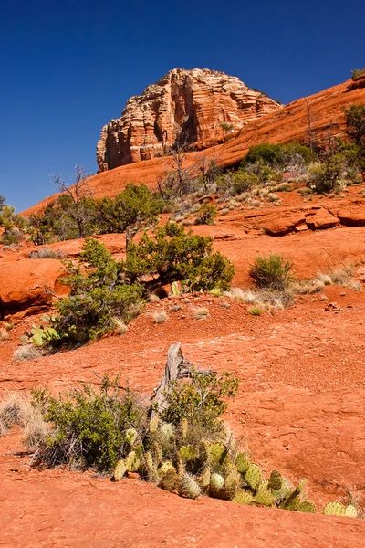 Червоний порід і кактус в Седона, штат Арізона — стокове фото