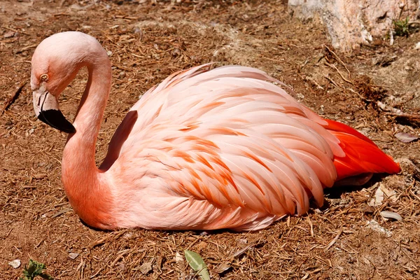 Flamingo descansando — Fotografia de Stock