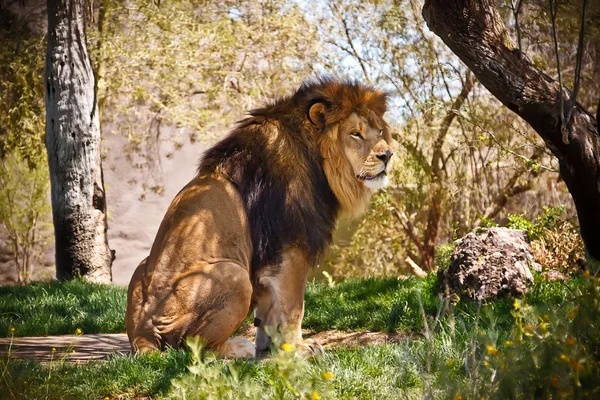 Ormanda oturan aslan — Stok fotoğraf