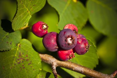 Saskatoon Berries ripening in Summer clipart