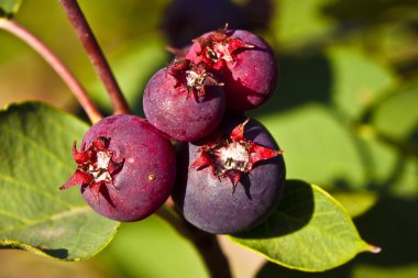 Saskatoon Berries ripening in Summer clipart