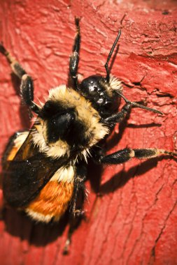 kırmızı ahşap Bumble bee