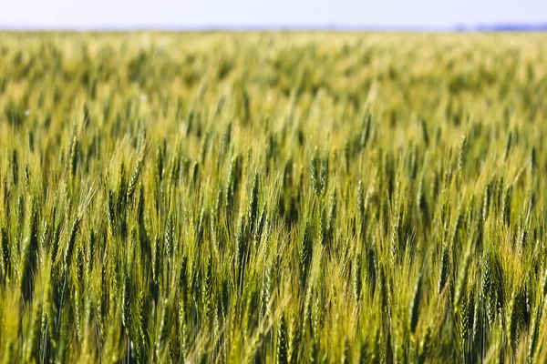 stock image Young Green Wheat Field