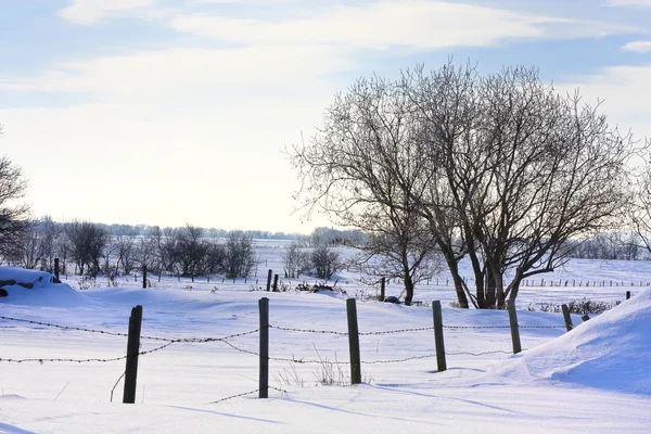 Frostiges Winterwunderland — Stockfoto