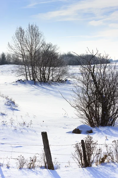 Helada invernal — Foto de Stock