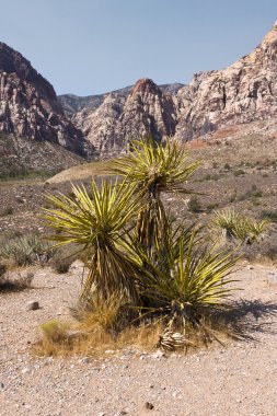 red rock canyon, Maltepe