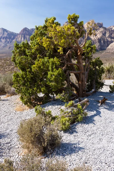 Woestijn boom bij red rock canyon — Stockfoto