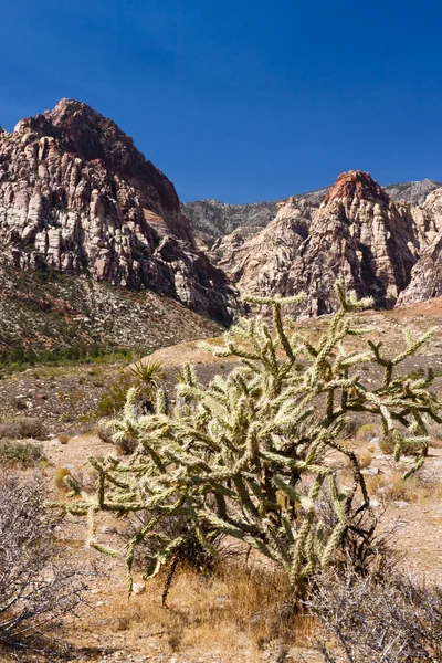 Ein Kaktus mit Blick auf die rote Felsschlucht in Nevada. — Stockfoto
