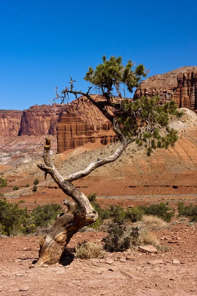사막 나무 풍 화 — 스톡 사진