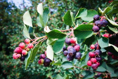 Saskatoon berry bitki