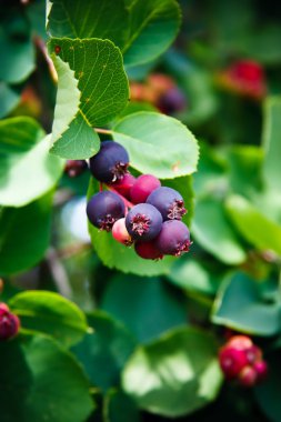 Saskatoon berry bitki