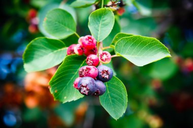 Saskatoon berry bitki