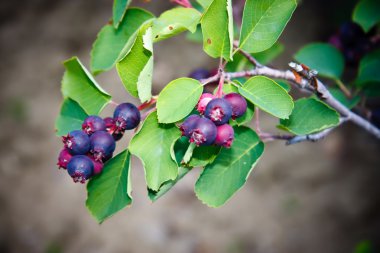 Saskatoon berry bitki