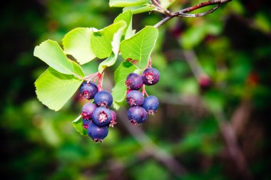 Saskatoon berry bitki