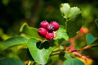 Saskatoon berry ağaç