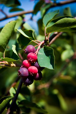 Saskatoon berry ağaç