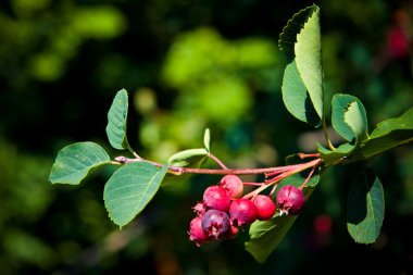 Saskatoon berry ağaç